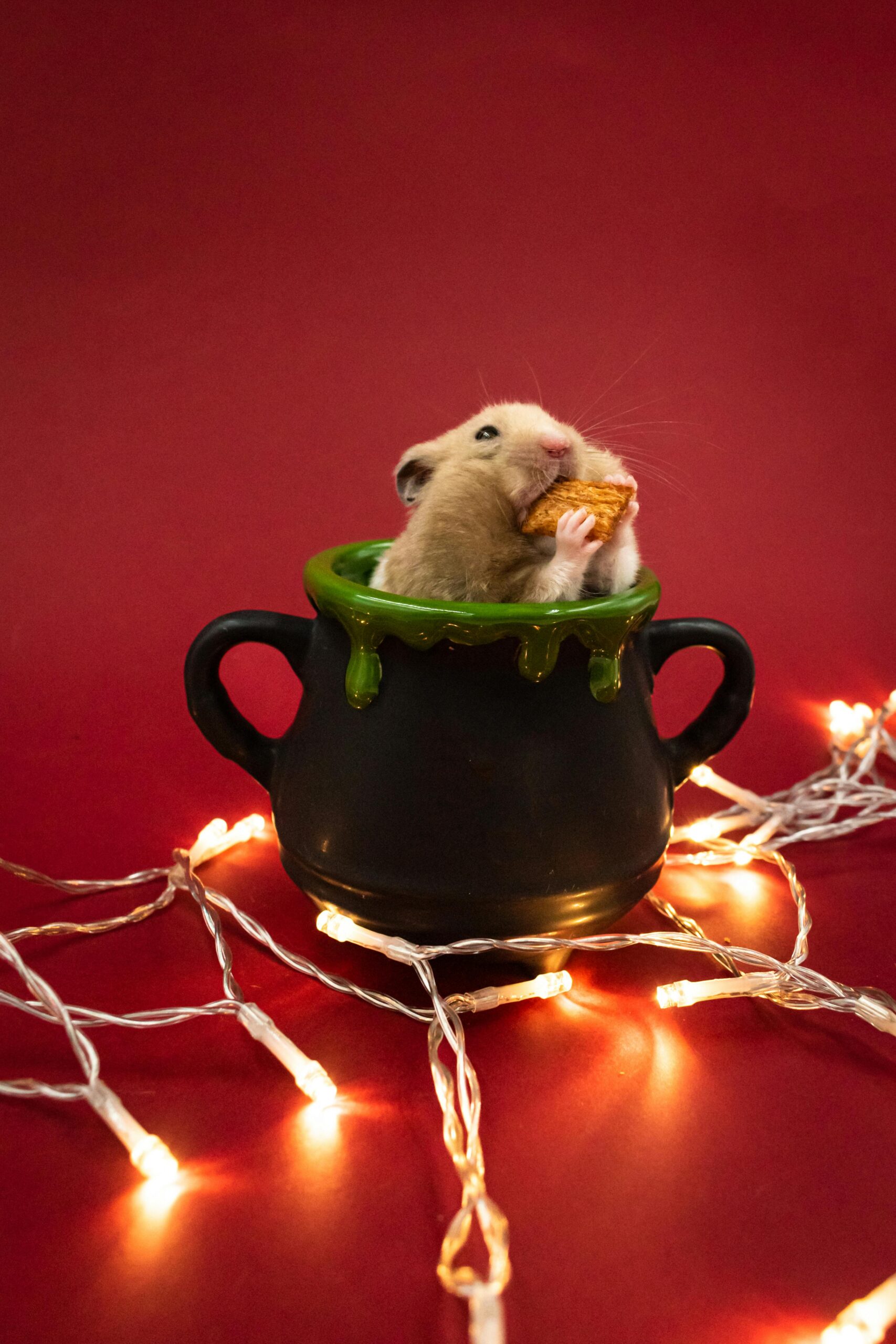 Proven Hamster Socialization Tips for Happy Pets