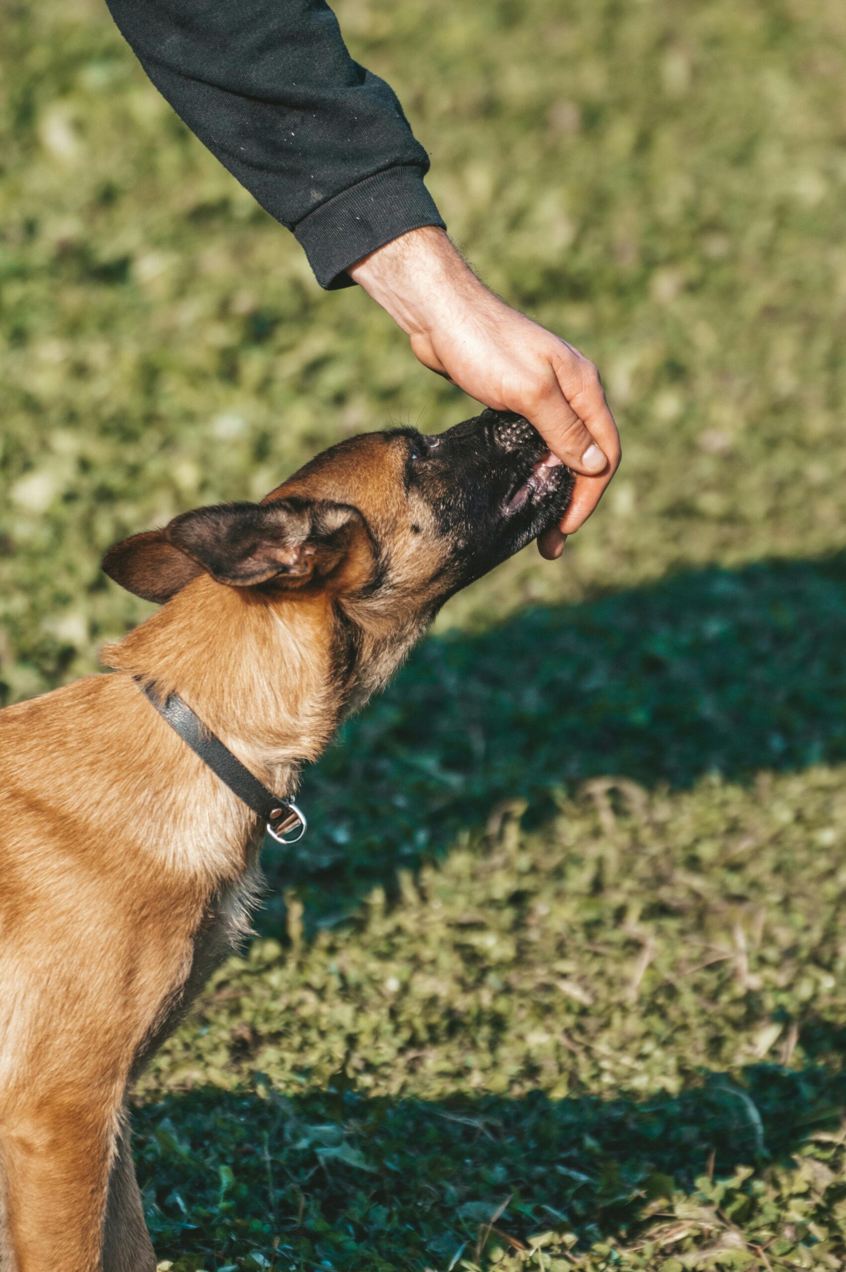 7 Essential Hamster Behavior Indicators for Happy Pets