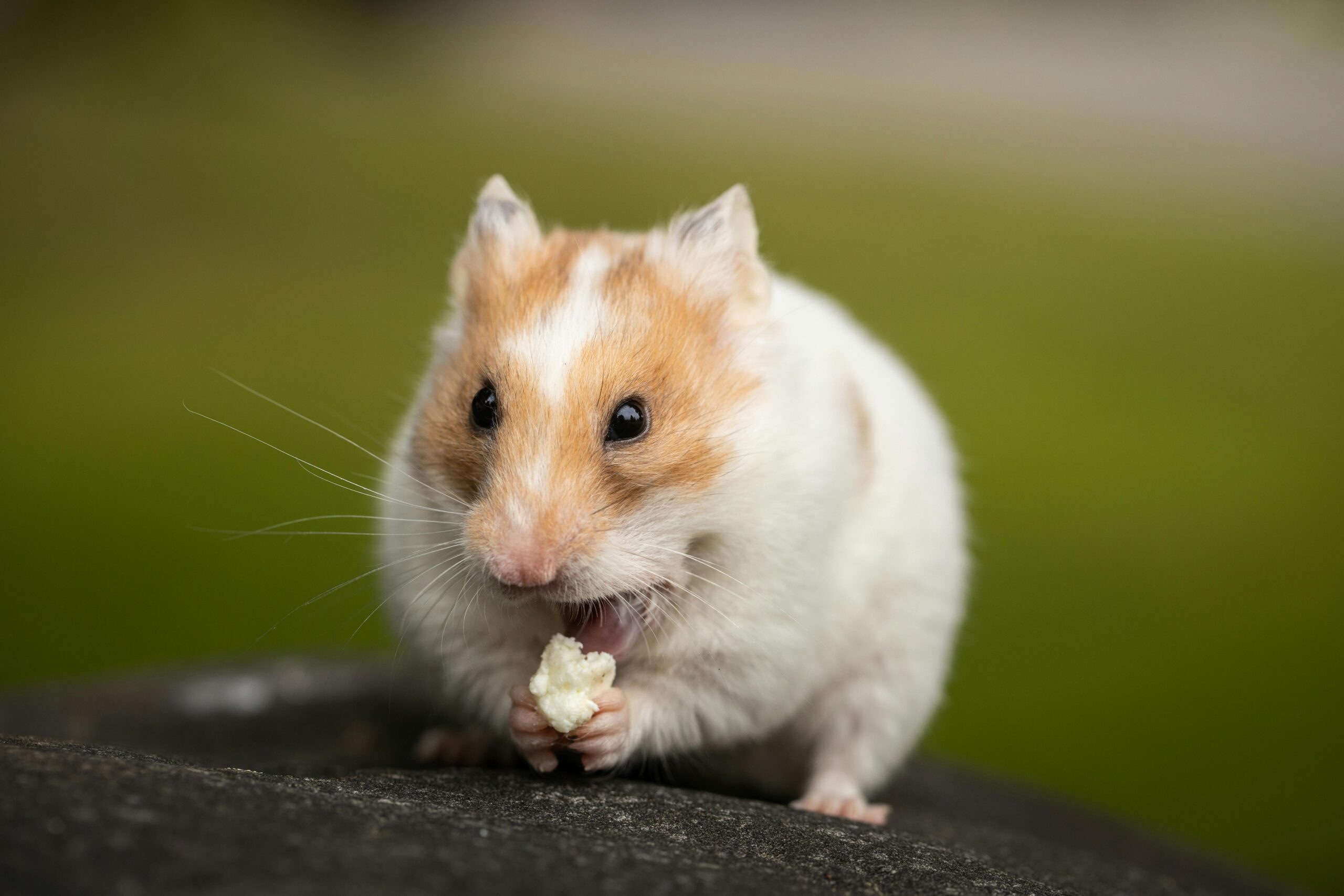 Debunking 7 Common Hamster Care Myths For Happy Pets