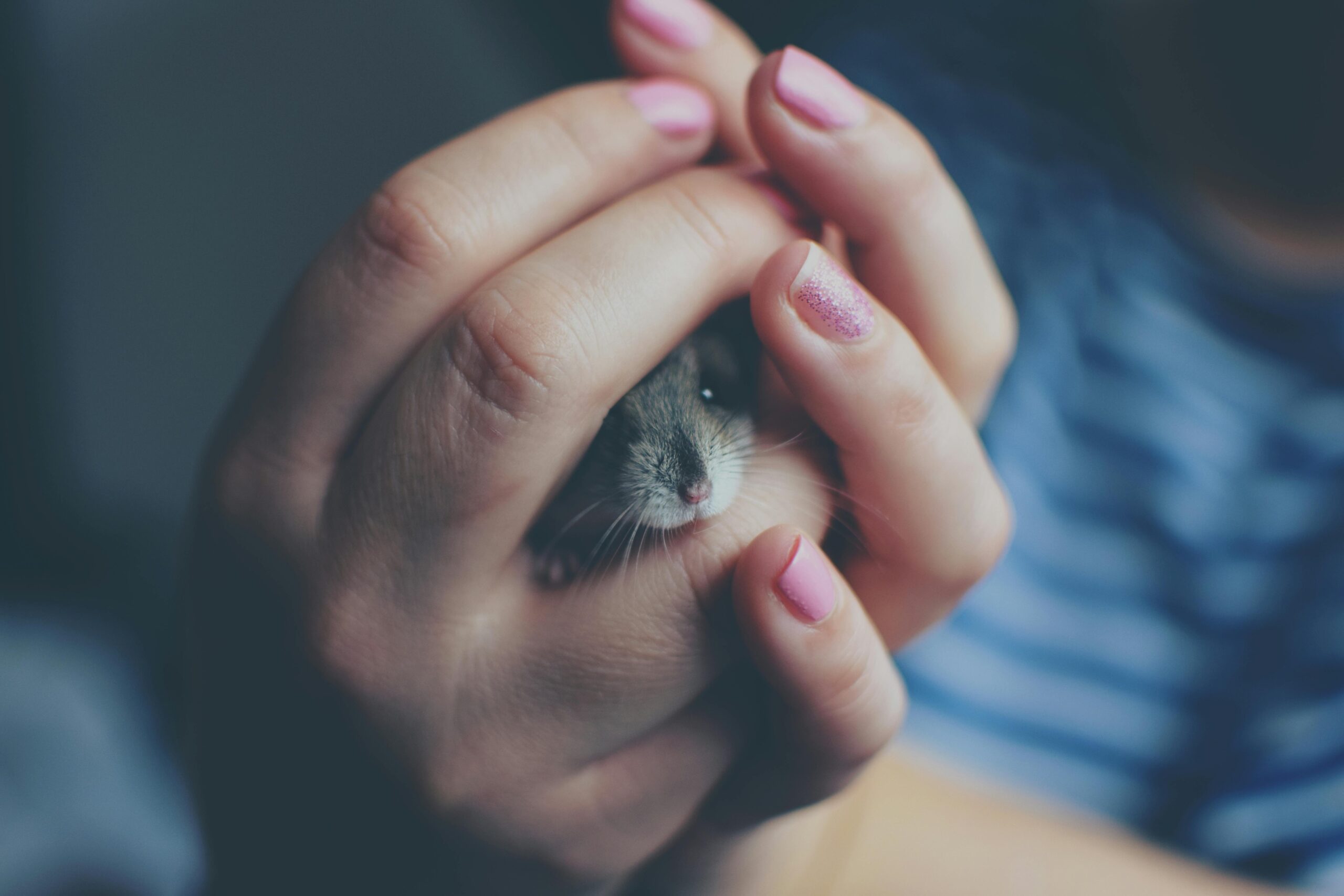 Essential Hamster Veterinary Care: 7 Proven Tips for Pet Owners