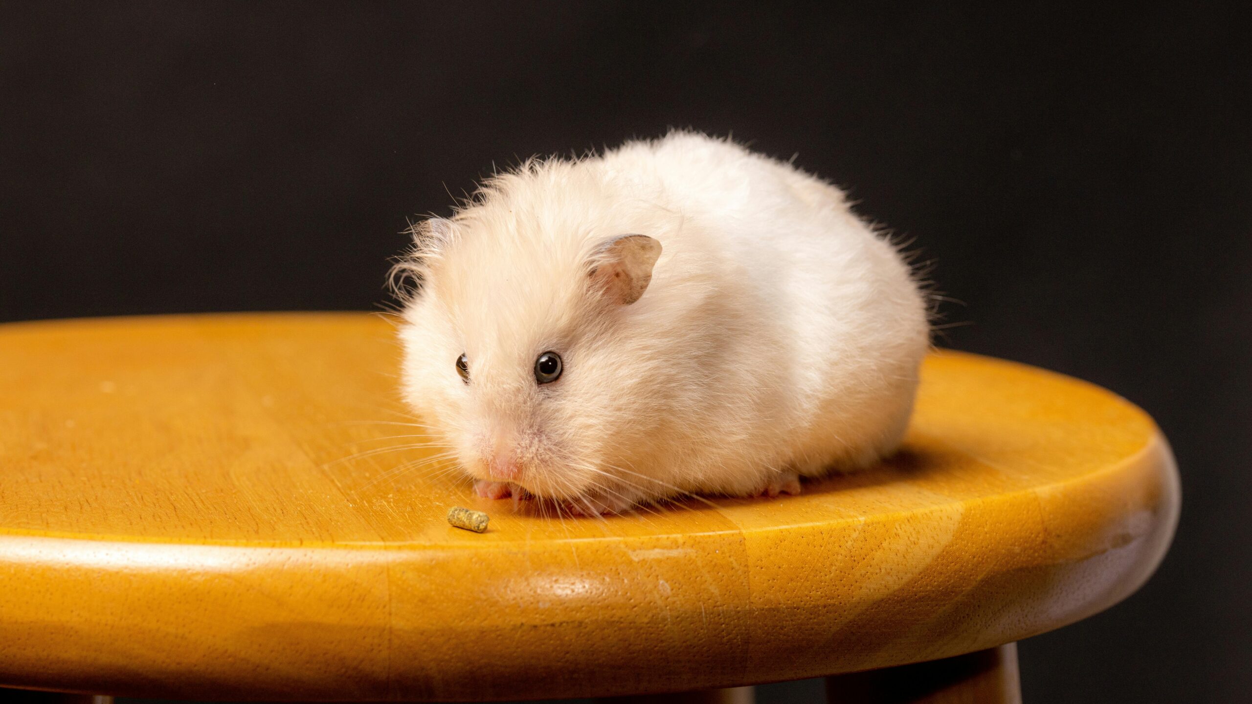 Debunking 7 Hamster Care Myths You Need to Know Today