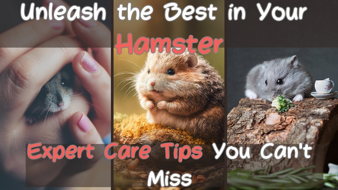 Hamster Socialization: 7 Proven Techniques for Happy Pets