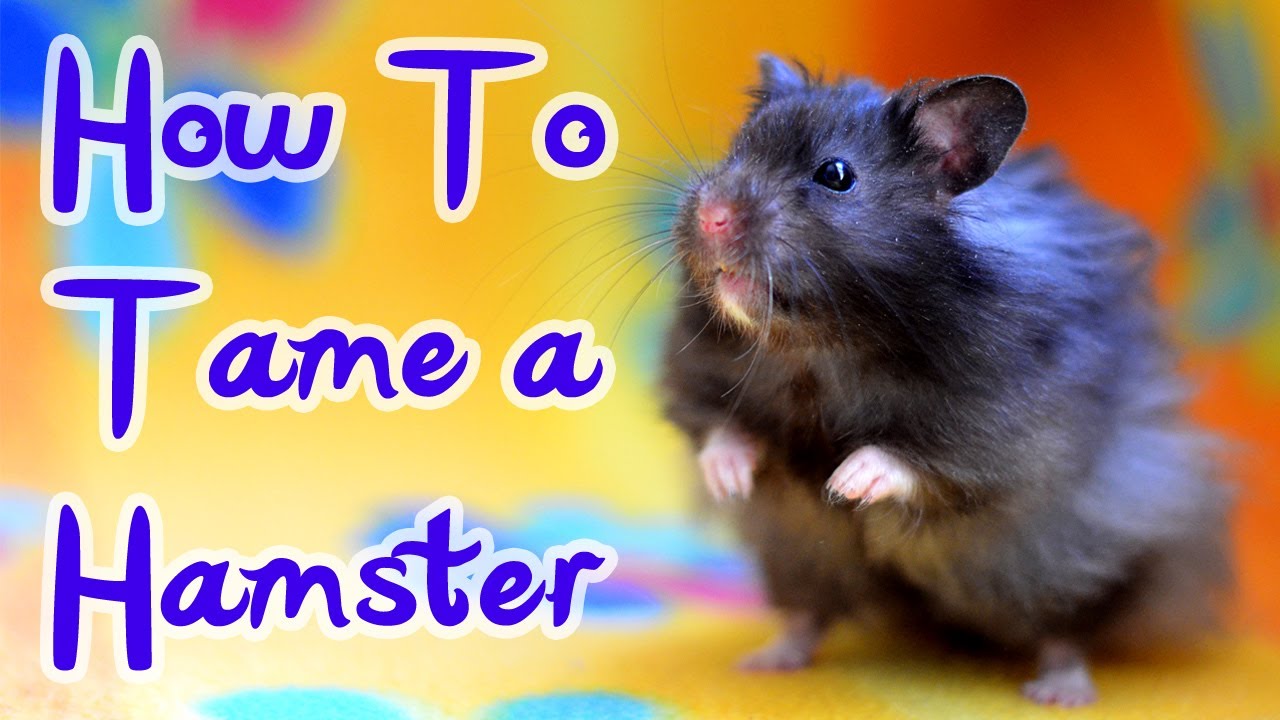 Tame Your Hamster: 7 Proven Tips for Gentle Bonding