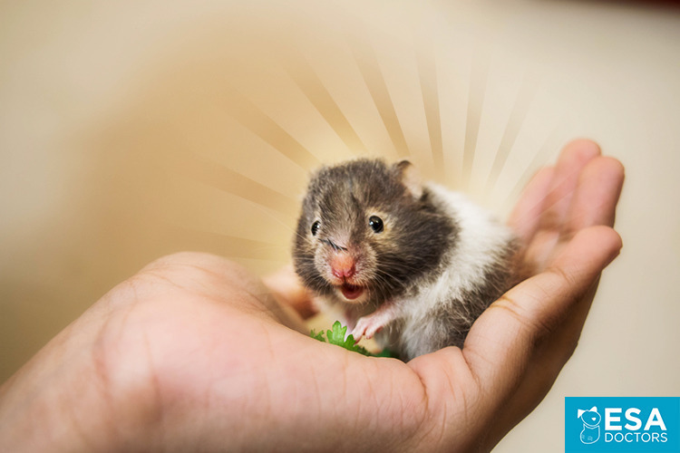 Enhance Your Hamster’s Emotional Well-Being: 7 Proven Tips