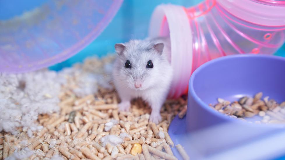 Essential Tips for Age-Appropriate Hamster Care and Wellbeing