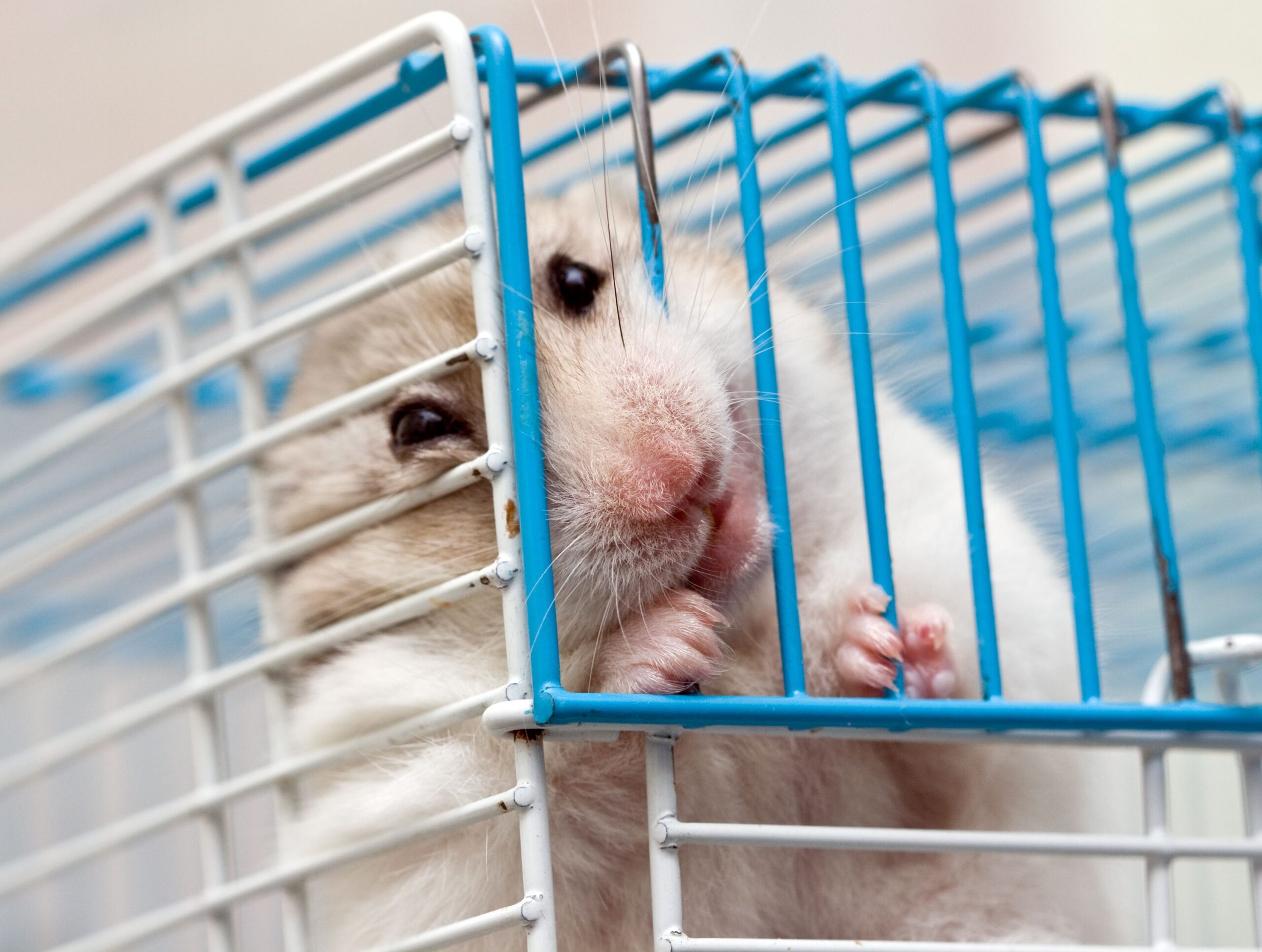 5 Proven Ways to Handle Hamster Anxiety Effectively