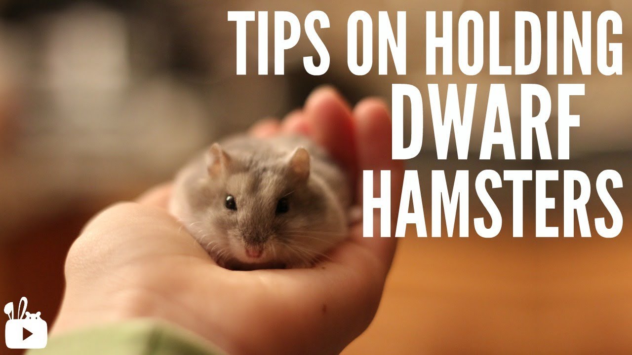 Essential Caring Tips for Dwarf Hamsters: Top 7 Secrets Here