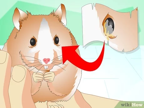 Essential Hamster Care Plan: 7 Proven Tips for Happy Pets