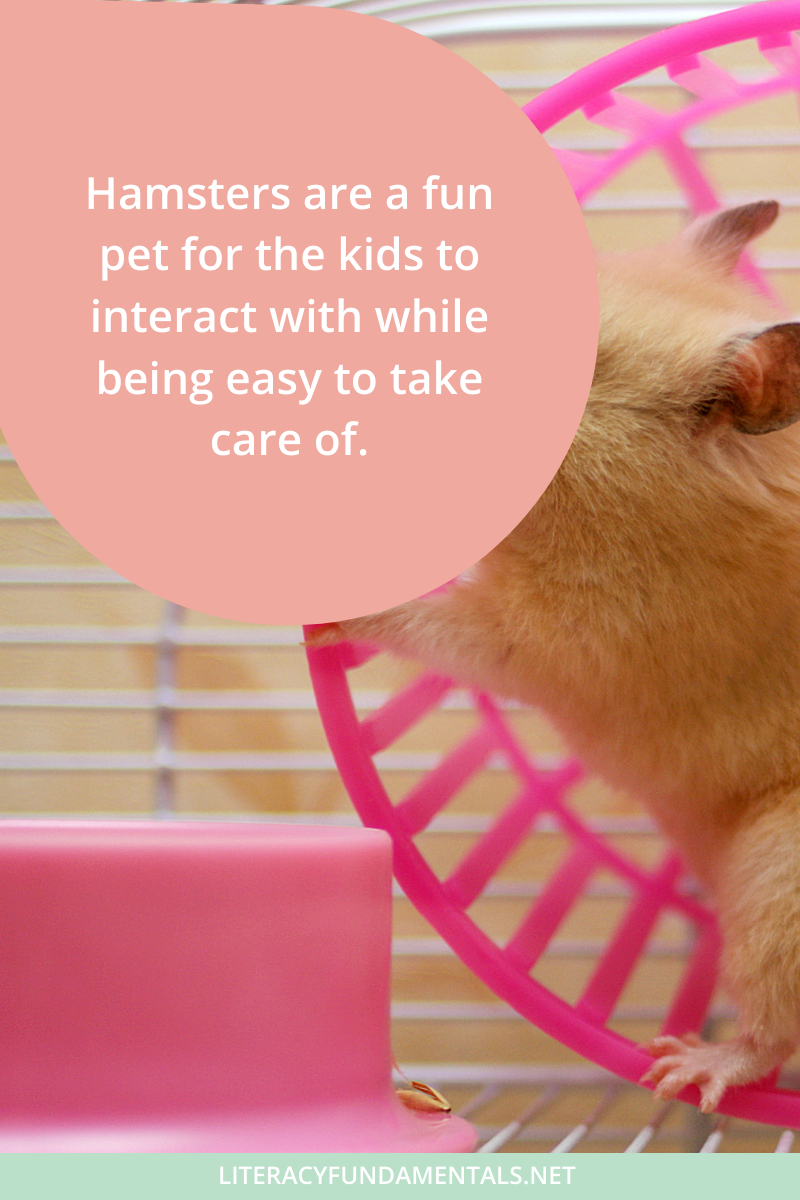 Essential Tips for Teaching Kids Hamster Care: Ultimate Guide