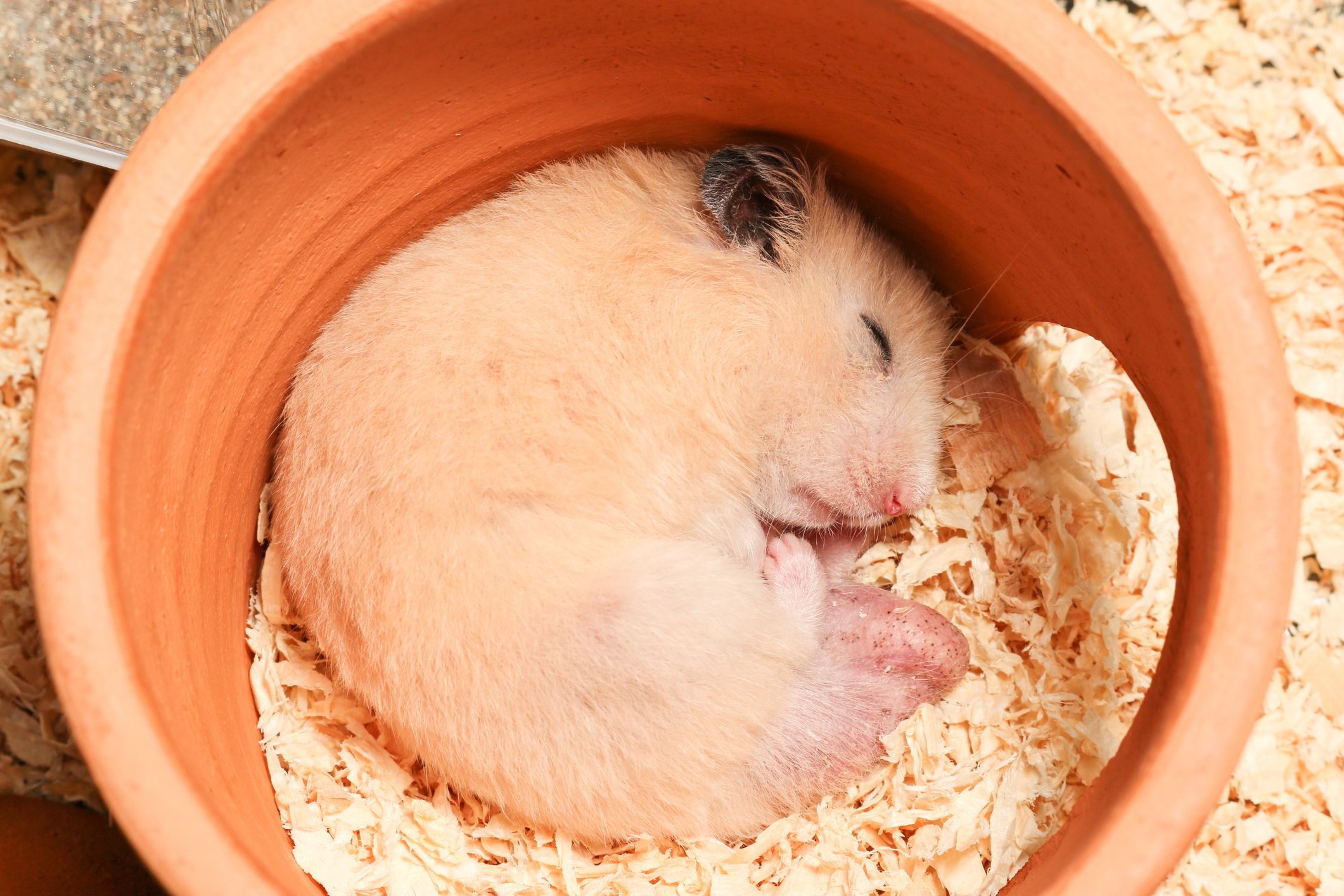 Master the Secret: Understanding Hamster Sleeping Patterns!