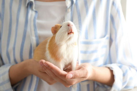 Ultimate Hamster Care Guide: 7 Essential Tips for Happy Pets