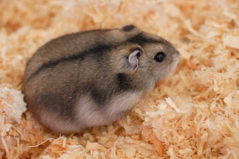 Essential Campbell’s Dwarf Hamster Facts: 7 Key Insights Today