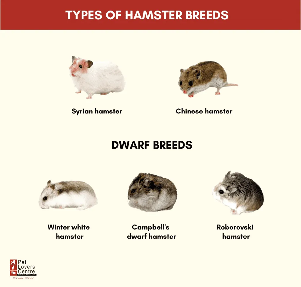 Discover 7 Adorable Types of Pet Hamsters to Consider Today