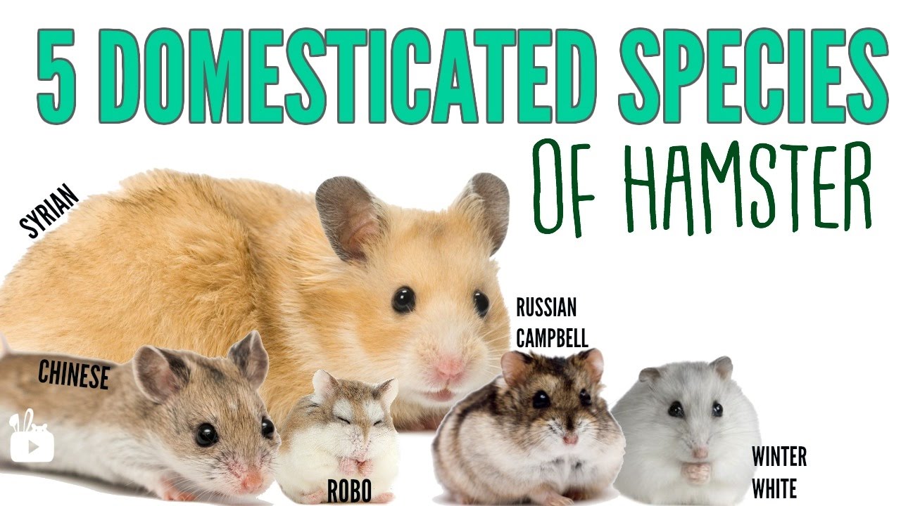 Discover the Top 5 Differences Between Hamster Breeds Today