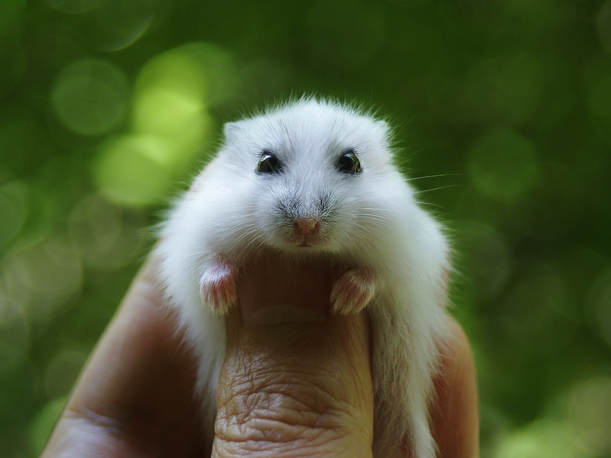 Discover the Top 5 Hamster Breed Comparisons for Pet Owners