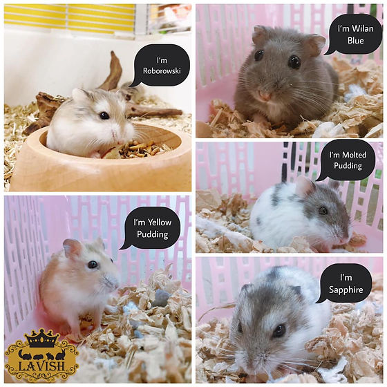 Discover 7 Stunning Hamster Color Variations You Didn’t Know About