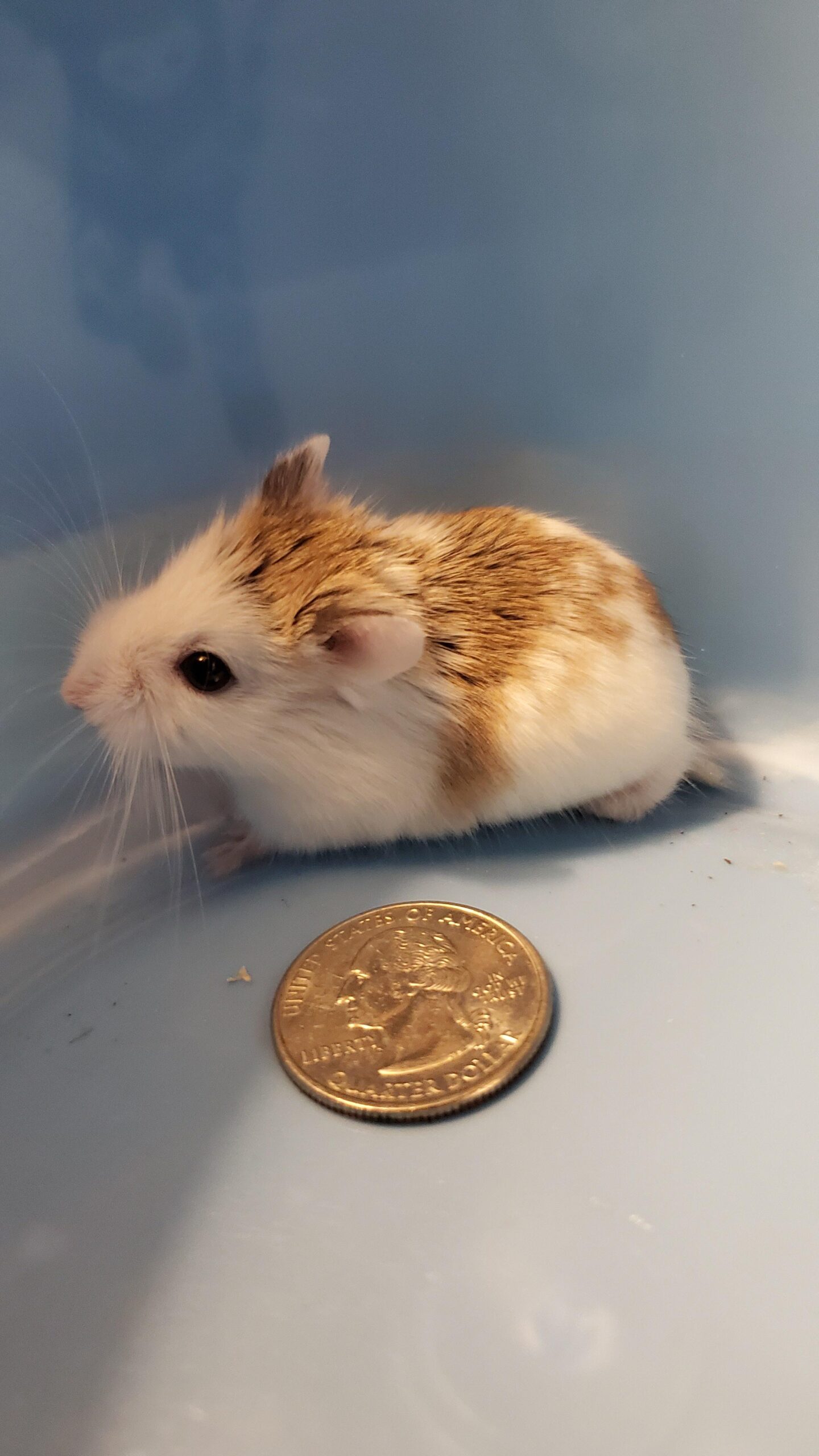 Ultimate Hamster Size Comparisons: Discover Their Amazing Variety!