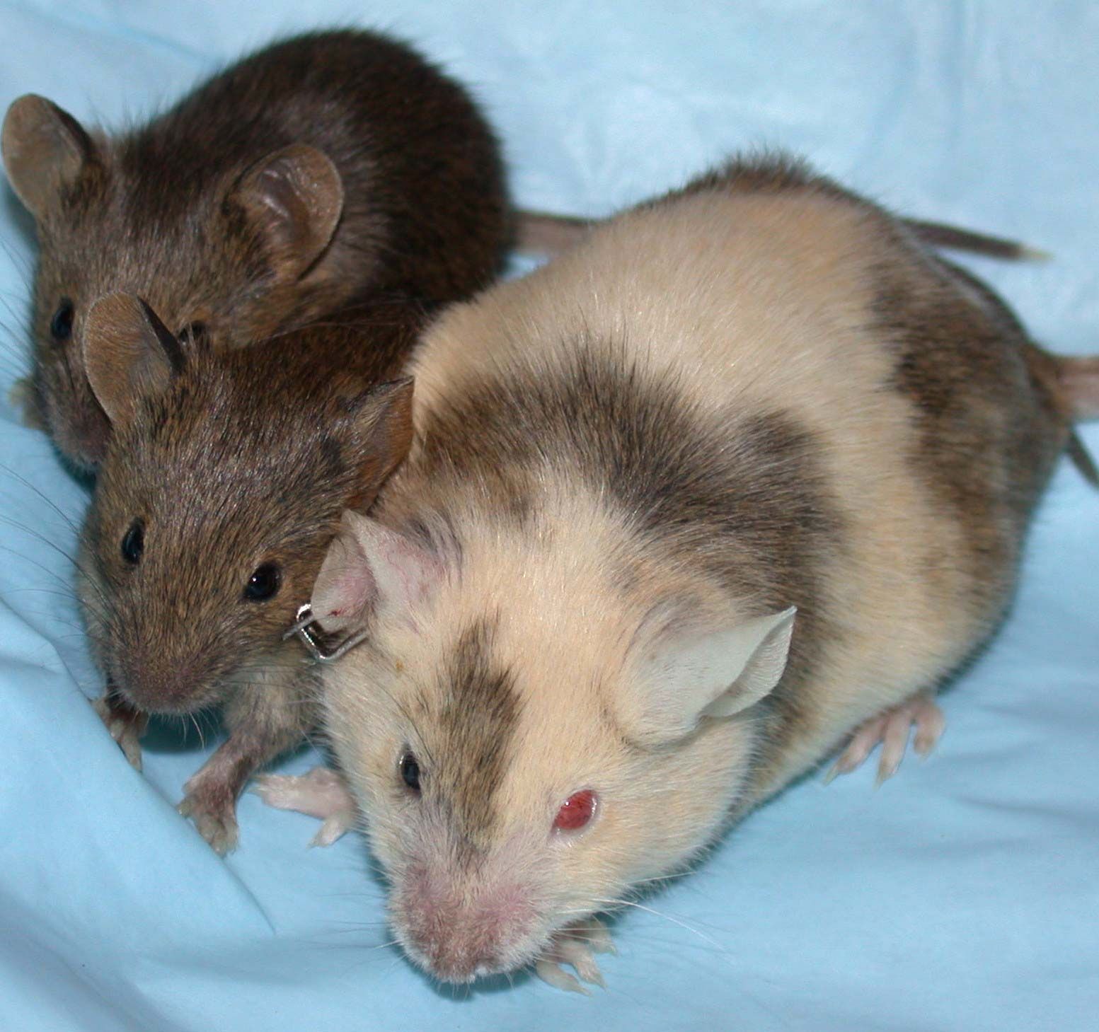 Unlocking Hamster Genetics: 5 Essential Traits to Know