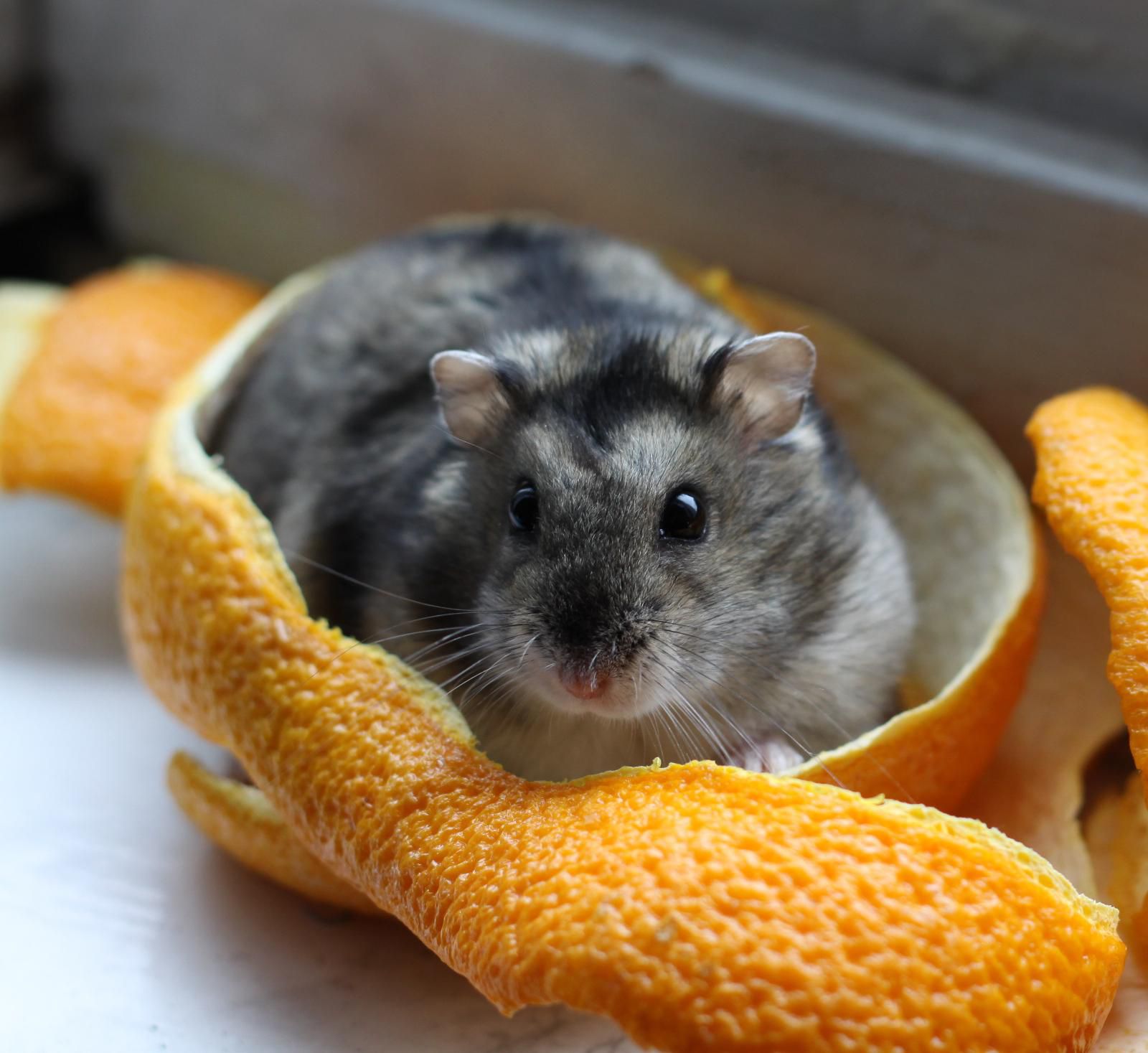 Ultimate Hamster Breed Overview: Discover 6 Adorable Types!