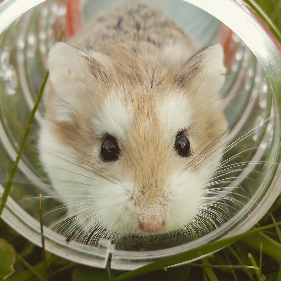 Explore Essential Differences in Hamster Care by Type