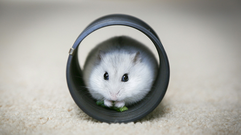 Uncovering 7 Myths About Your Favorite Hamster Types