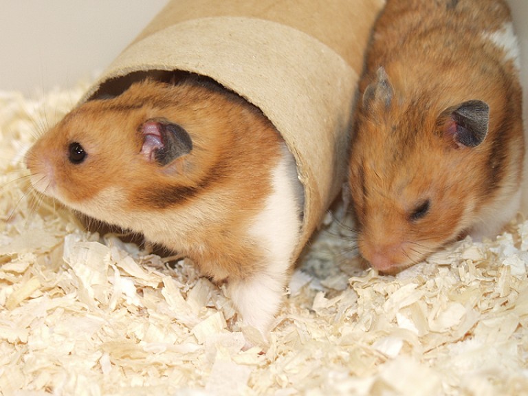 Discover Unique Hamster Behavioral Differences by Breed