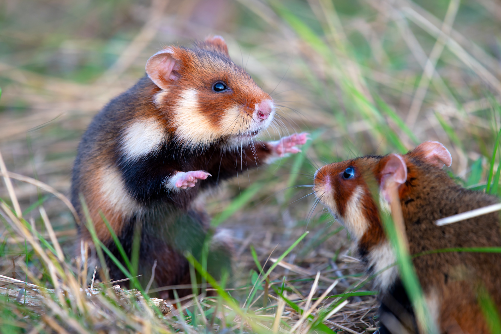 5 Fascinating Adaptations of Different Hamster Types Revealed