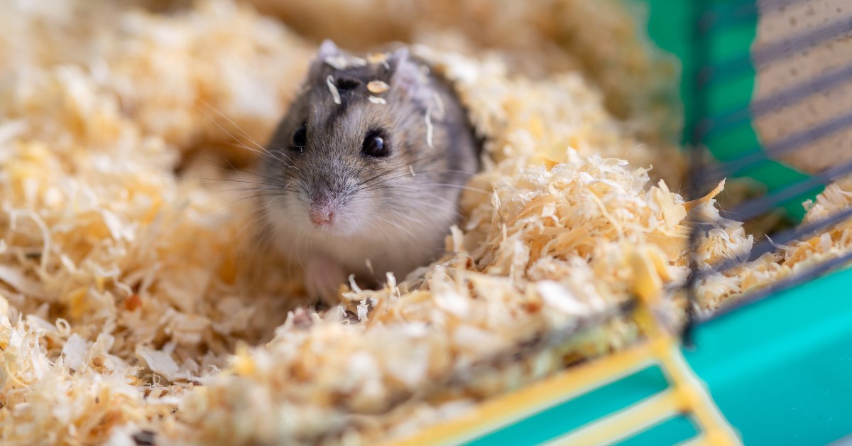 Discover 5 Popular Hamster Types for Your Perfect Pet