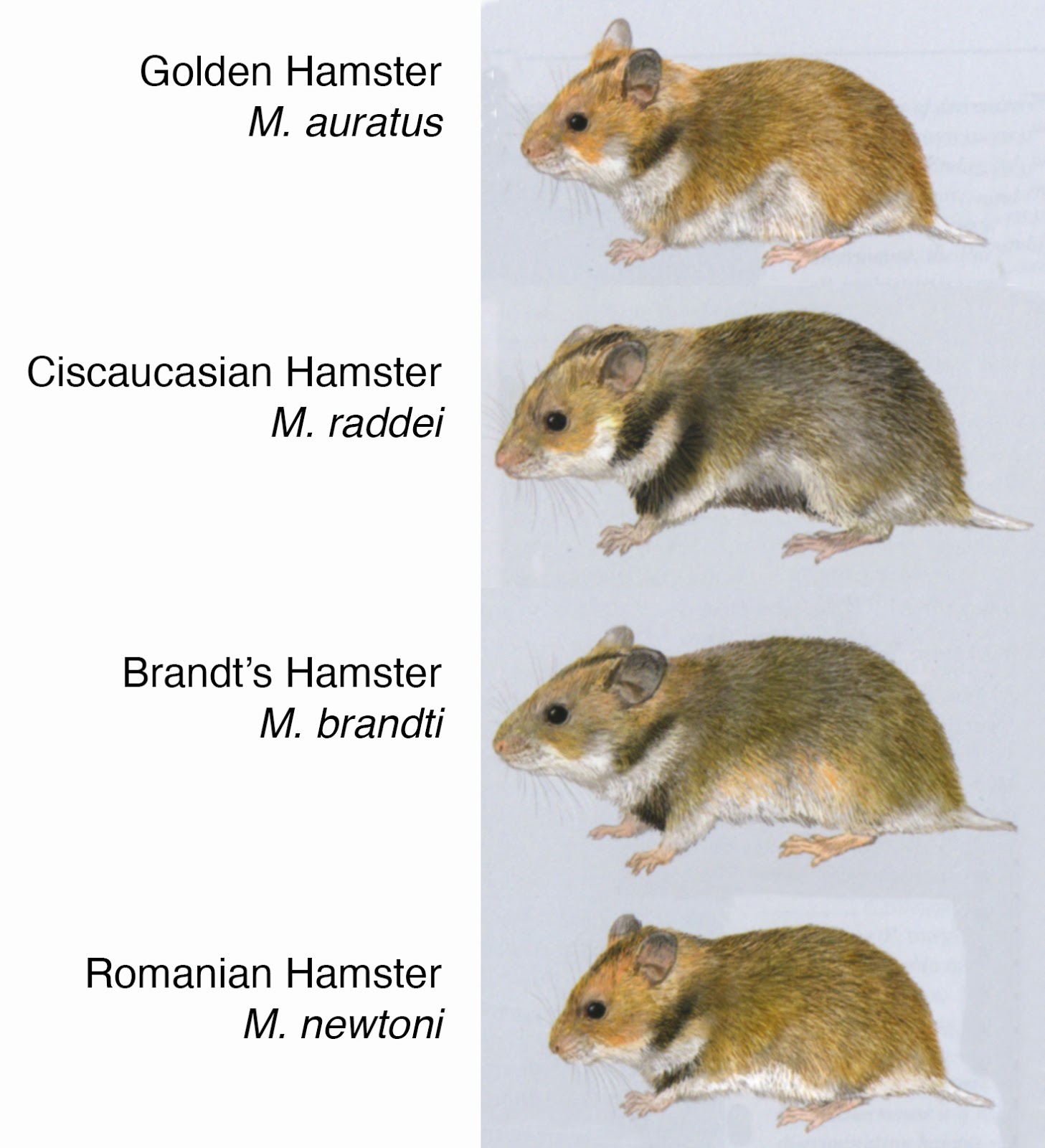 Discover the Ultimate History of Hamster Breeds: 5 Fascinating Facts