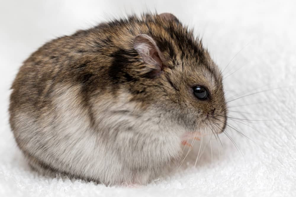 Explore the Unique Features of 7 Popular Hamster Types