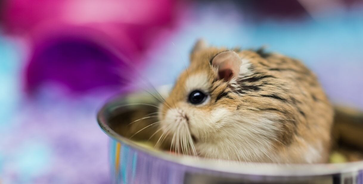 Discover 7 Essential Hamster Breeds and Their Unique Needs