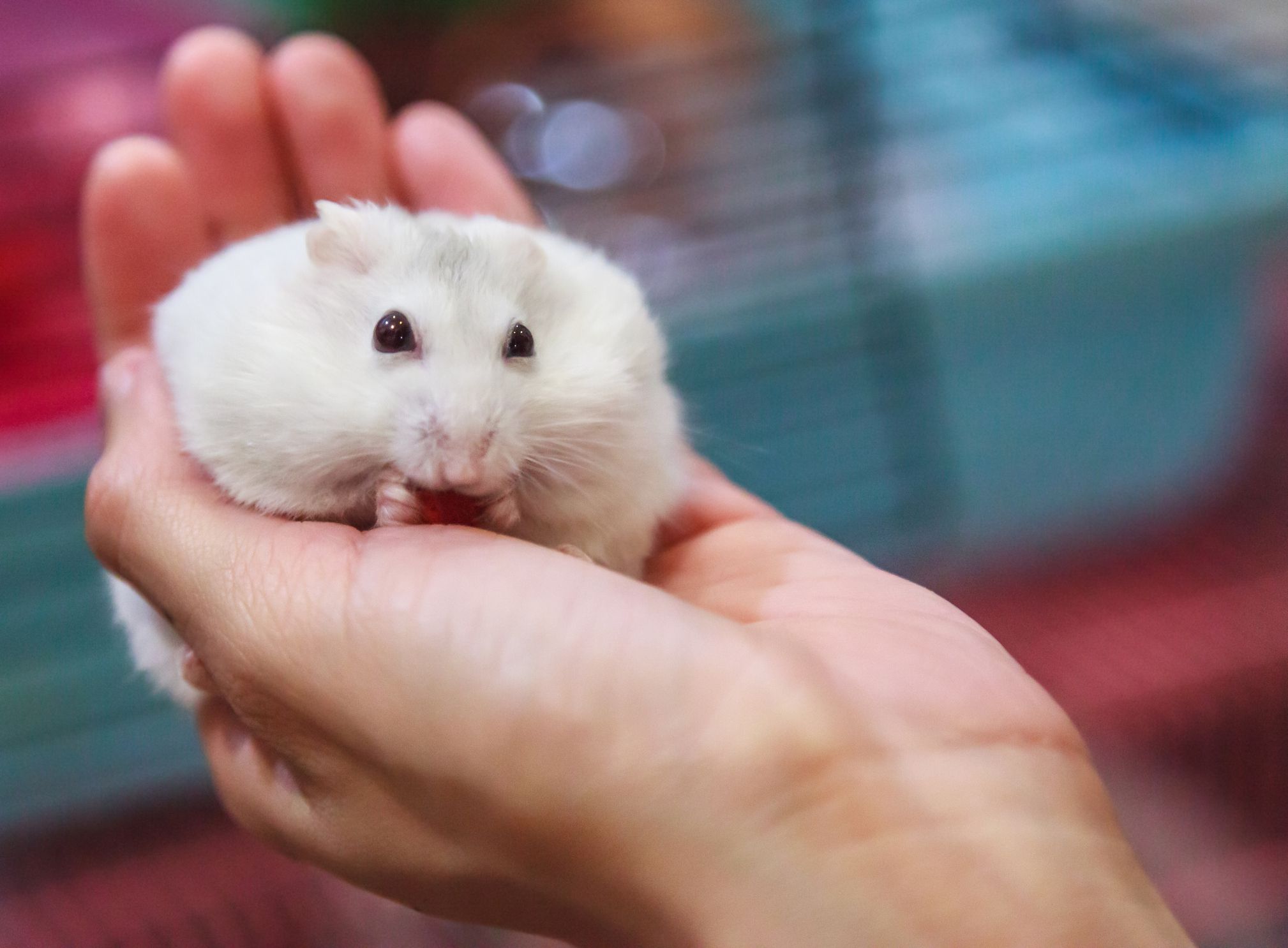 Hamster Breed Traits: Uncover 5 Unique Characteristics Today