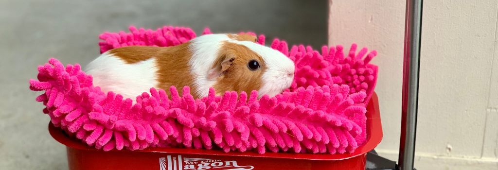 Essential Tips for Choosing the Perfect Hamster for You