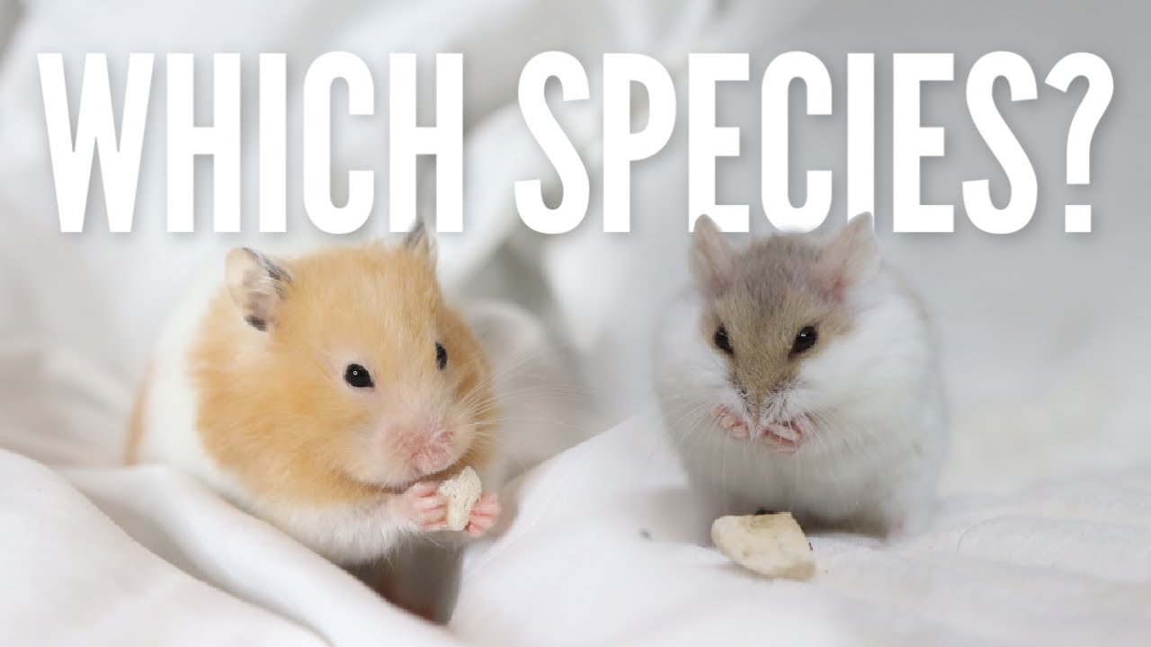 Explore 7 Best Hamster Types for Ideal Pet Ownership