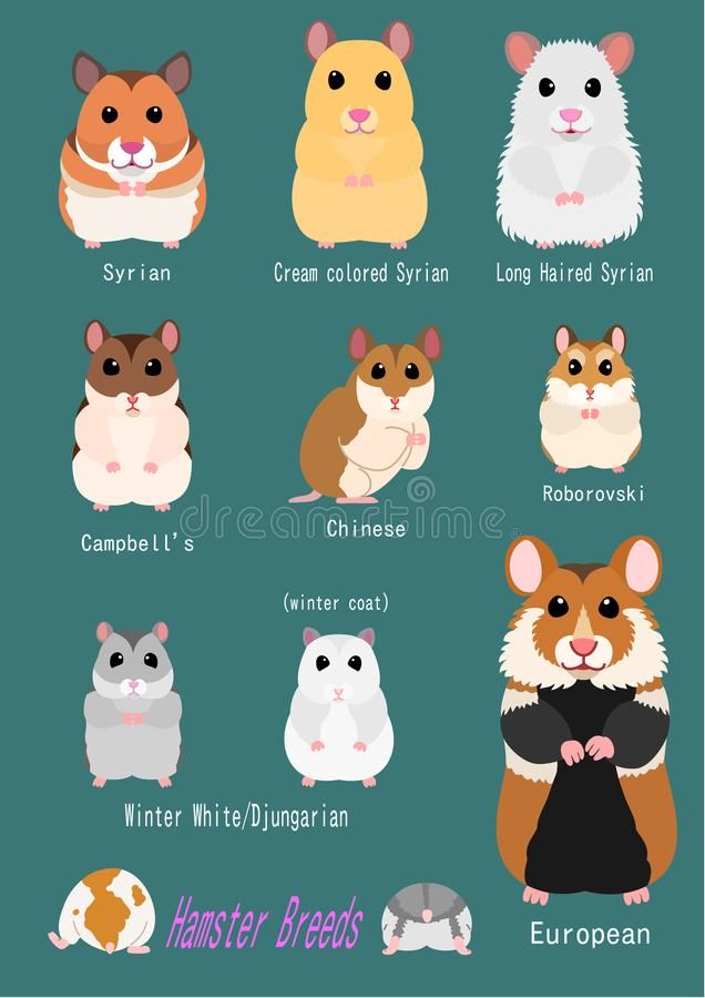 Discover 7 Fascinating Hamster Varieties for Pet Lovers