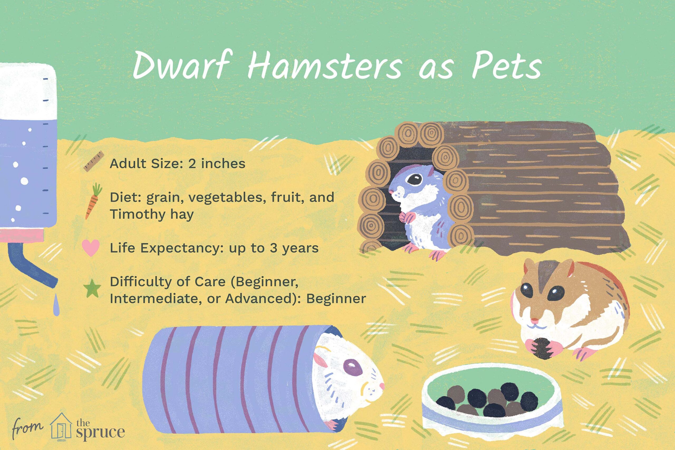 Uncover 7 Essential Traits of Adorable Dwarf Hamsters