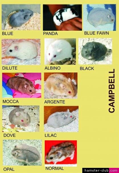 Discover the 5 Unique Differences in Hamster Coat Types