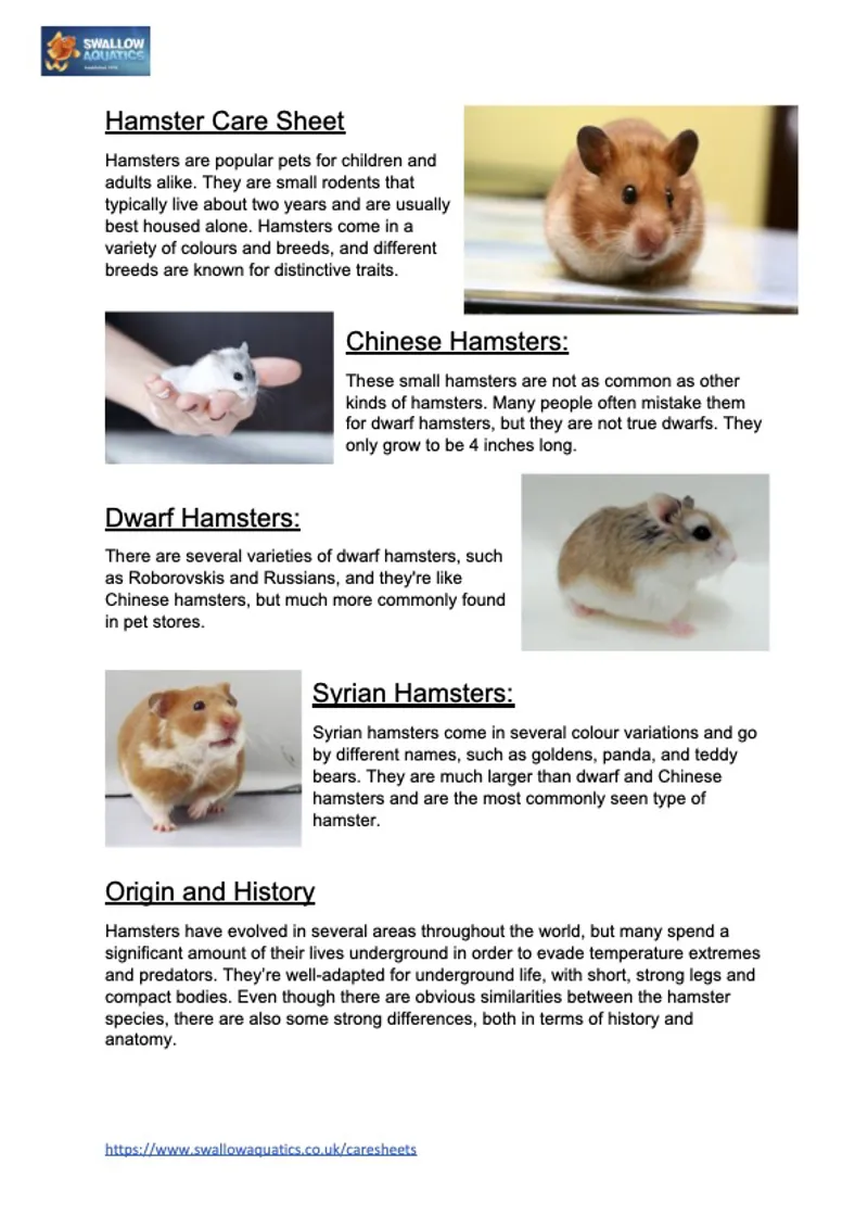 Hamster Breed Characteristics: Uncover 7 Essential Insights