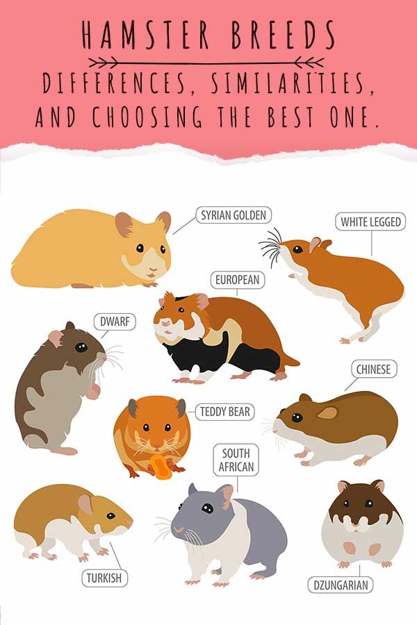 Discover 7 Popular Hamster Species for Your Perfect Pet