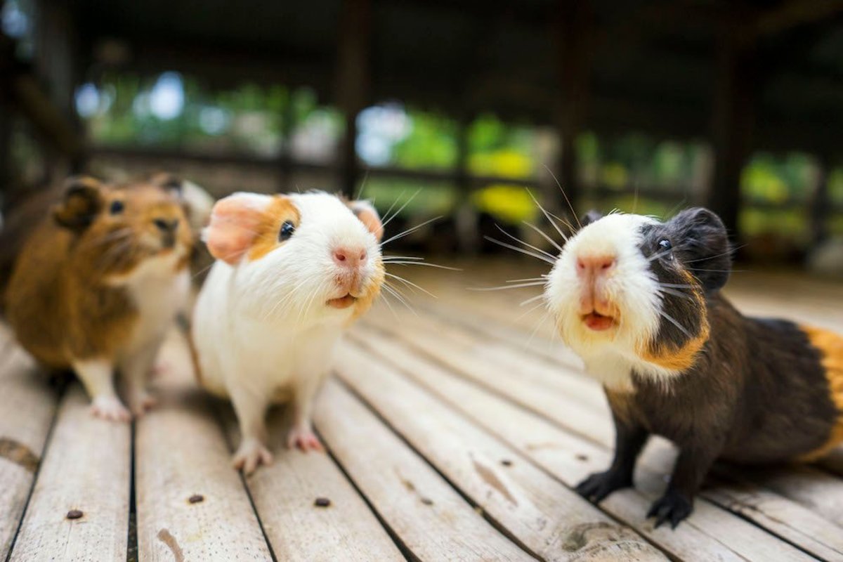 Loving Hamster Companions: Discover the 5 Best Breeds!