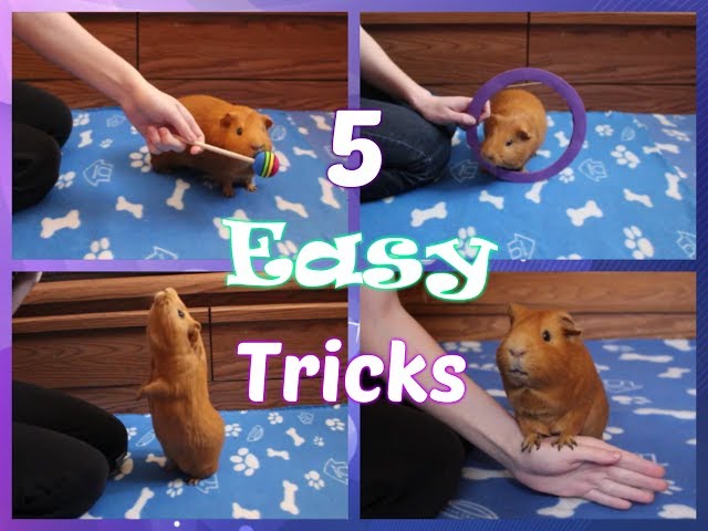 5 Amazing Hamster Breeds That Learn Tricks Fast!