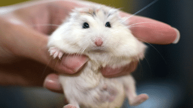 Explore 7 Best Hamster Breeds for Handling with Ease