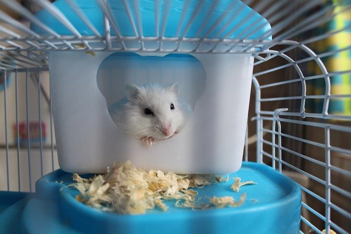 Essential Hamster Products Every Owner Must Have for Happy Pets