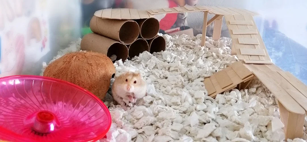 Ultimate Guide: 7 Best Choices for Happy Hamster Owners