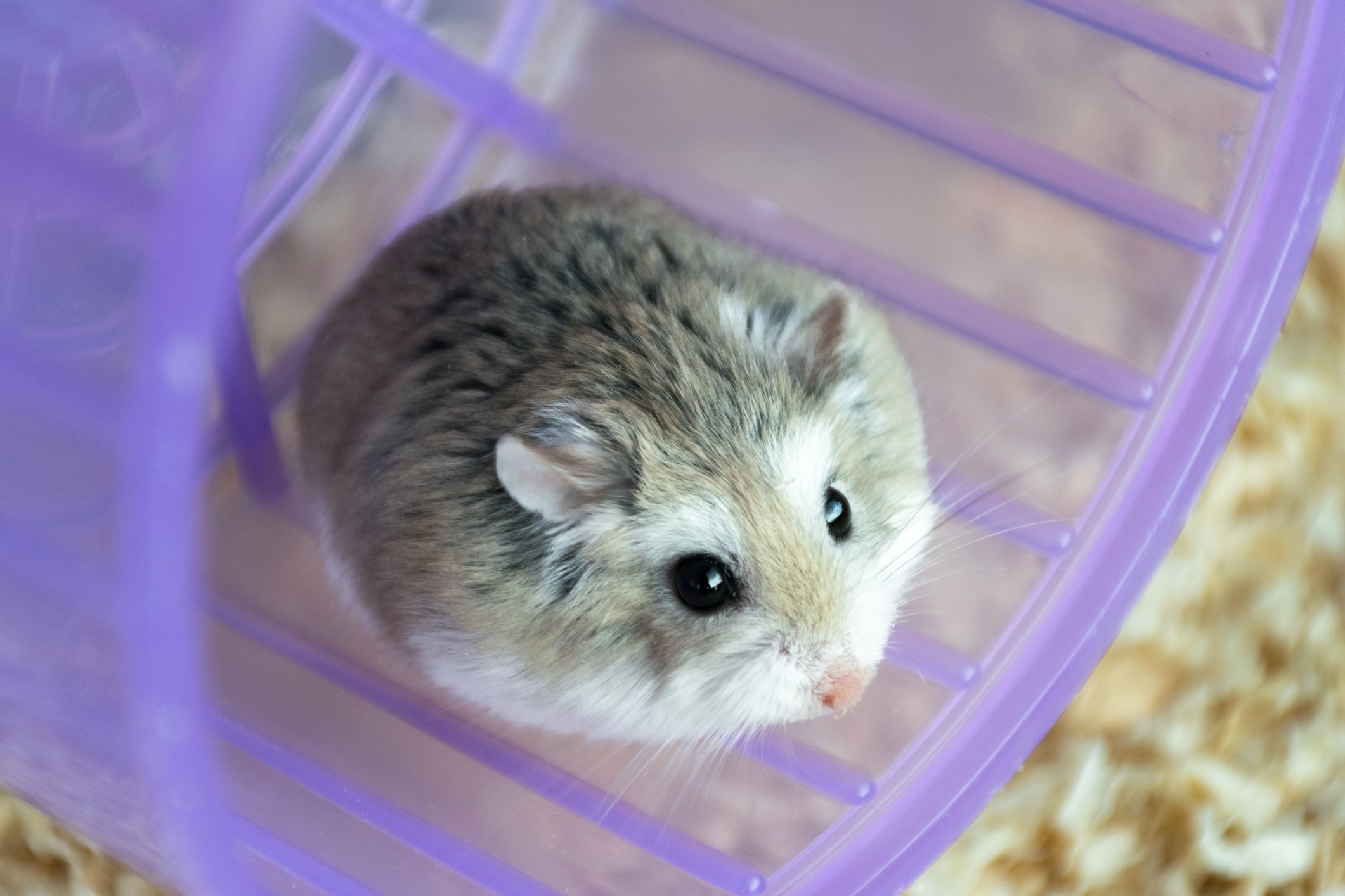 Ultimate Guide to 5 Best Dwarf Hamster Breeds for Your Family