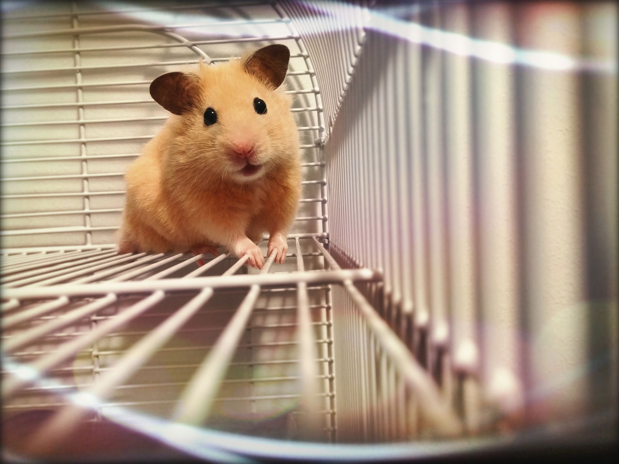 Discover 7 Best Behaved Hamster Types for Happy Pets