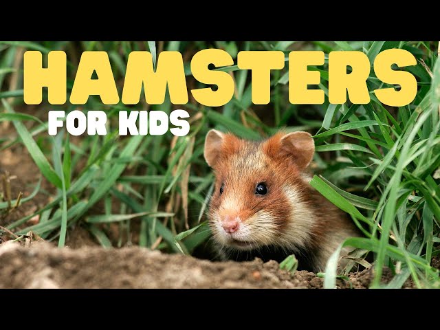 Essential Hamsters for Children’s Learning: Top 5 Picks!