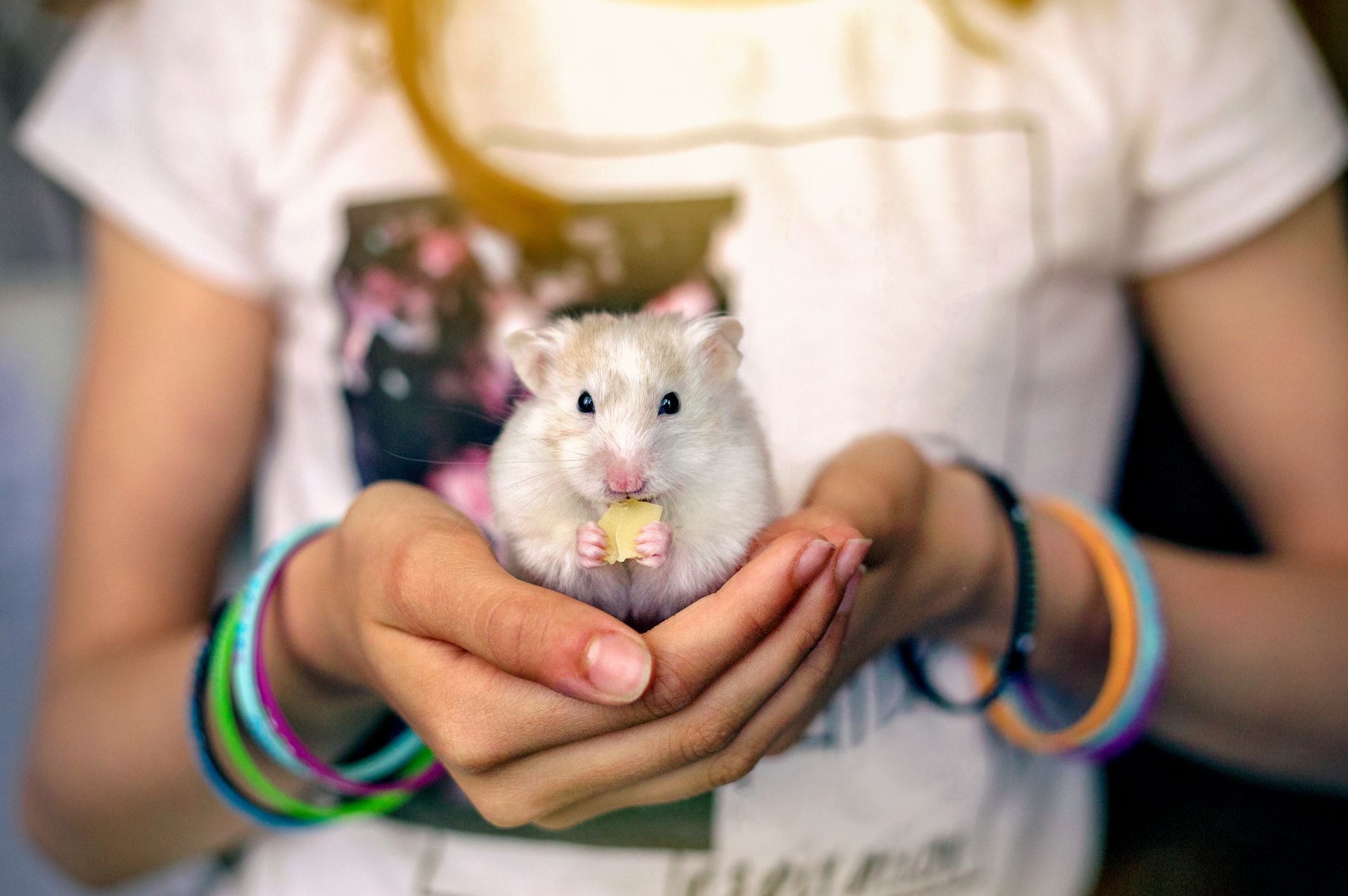 Discover the Top 5 Best Companion Hamster Breeds for You!