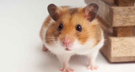 Ultimate Guide to the Best Hamster Breeds for Kids 7-12