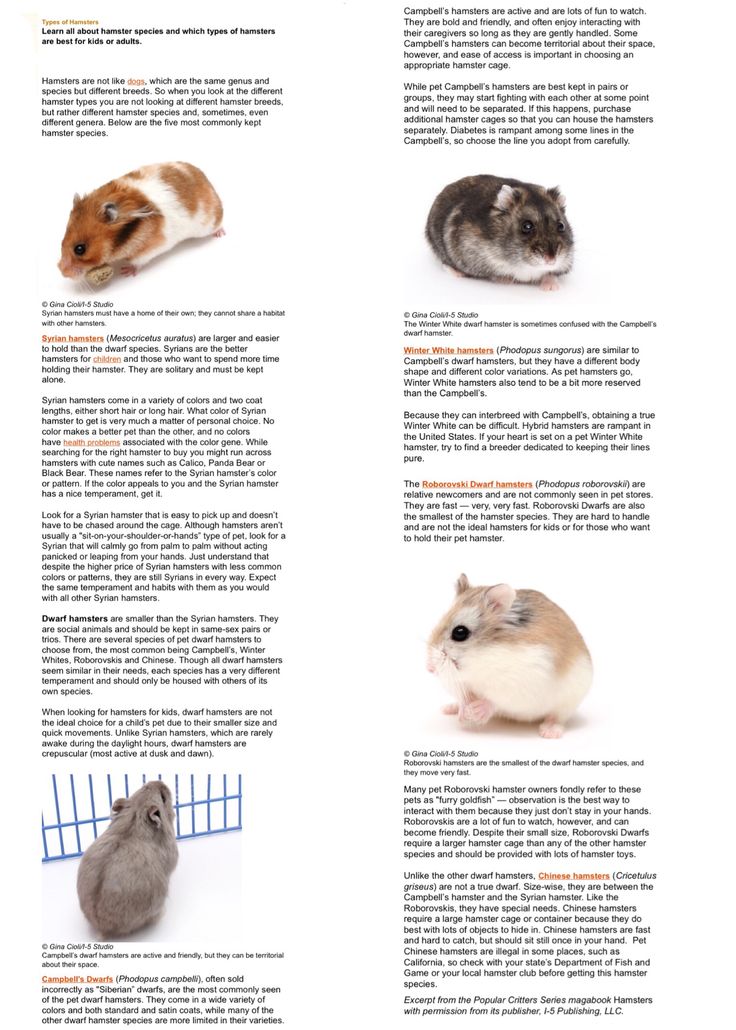 Gentle Hamster Breeds: 5 Best Choices for Friendly Pets